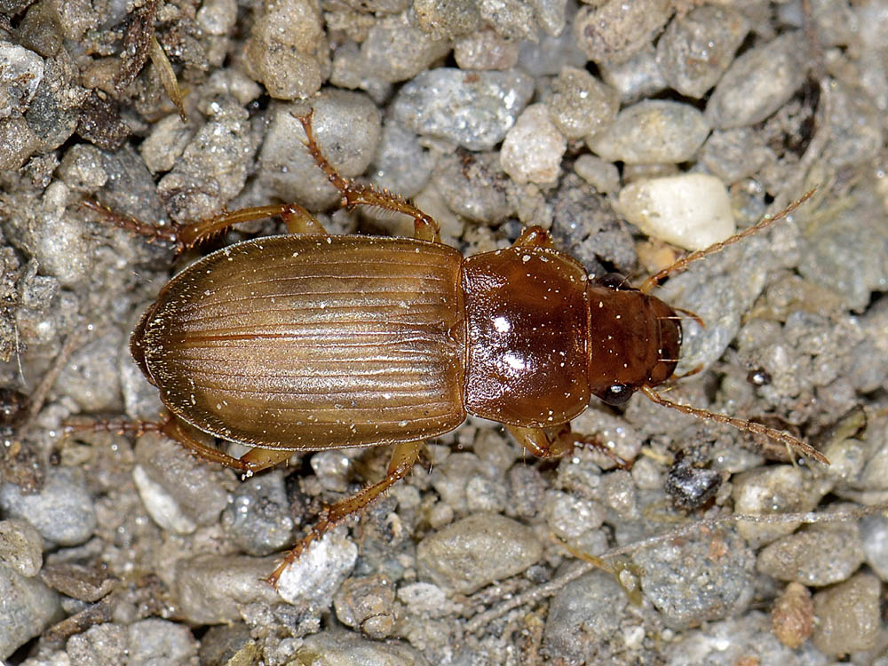 Harpalus affinis neosfarfallato